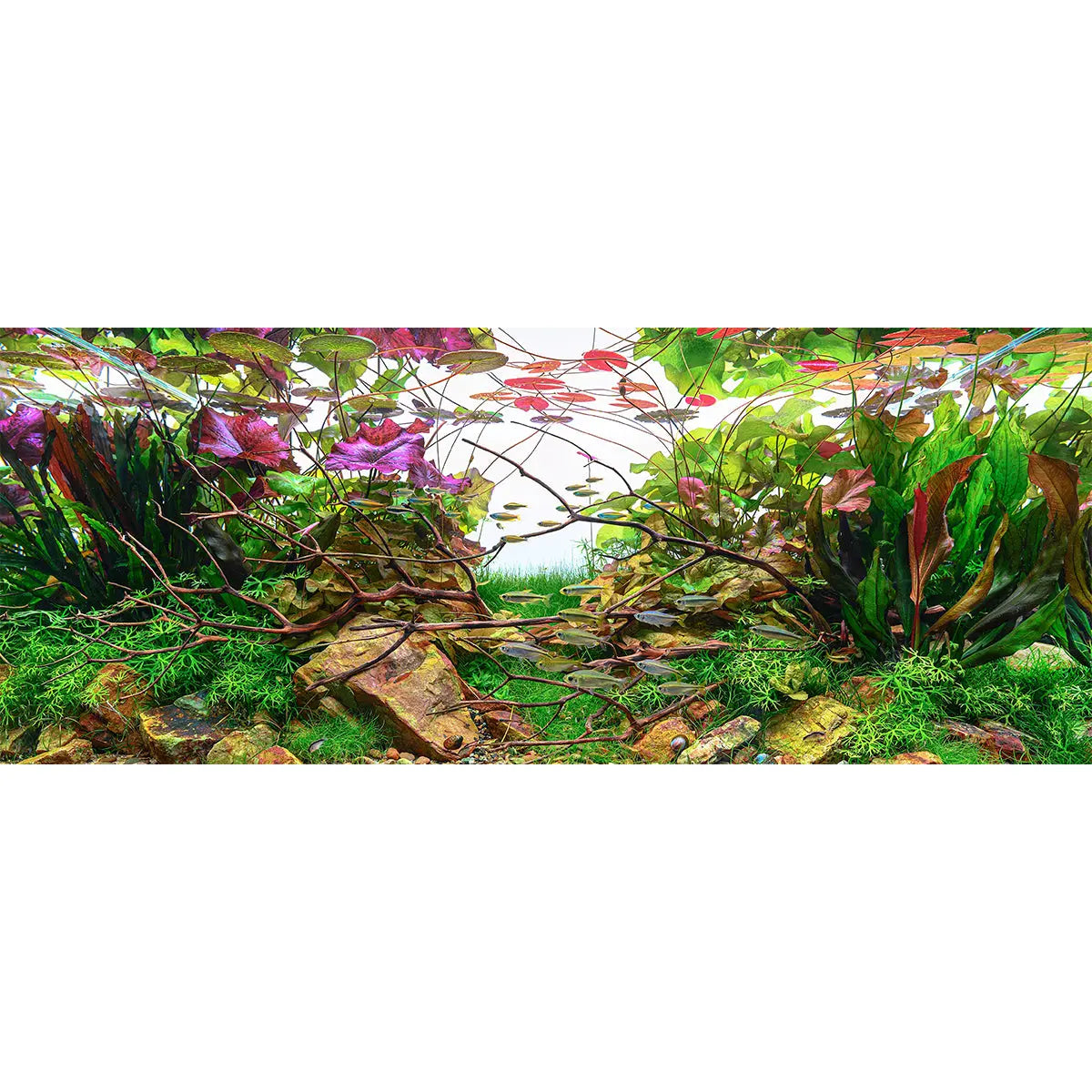 Chihiros Aquarium Acrylic UV Print POD Chihiros Aquatic Studio