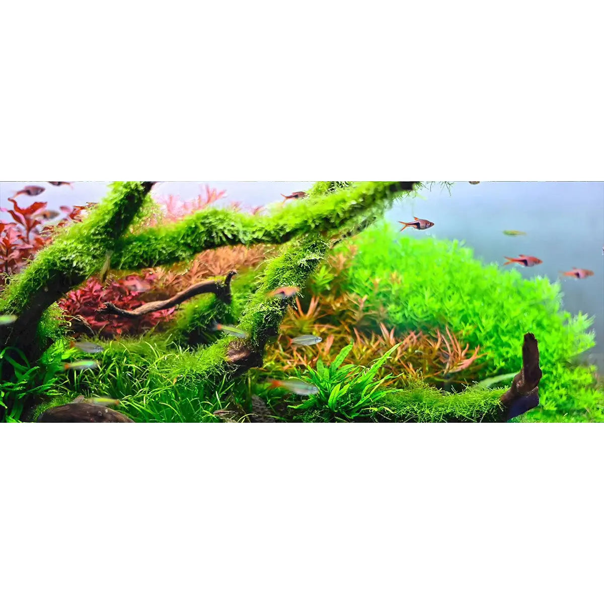 Chihiros Aquarium Acrylic UV Print POD Chihiros Aquatic Studio