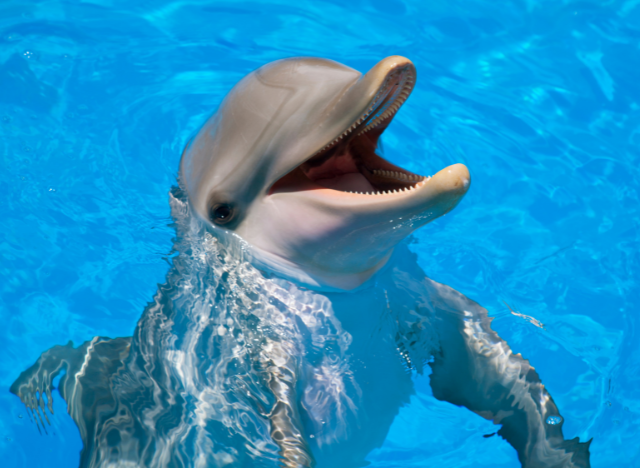 10 Surprising Dolphin Facts You Didn't Know